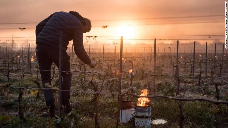 «C'est Une Tragédie:  Les Viticulteurs Français Face A La Dévastation Après La Pire Météo Depuis 30 ans