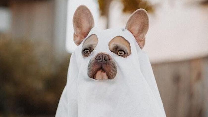 From silly and scary to super-cute: 12 Petco pet costumes sure to raise holiday spirits.