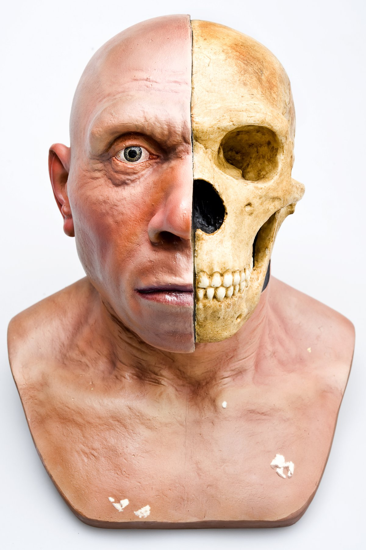 What Will Humans Look Like in a Million Years? Exploring the Future of Evolution