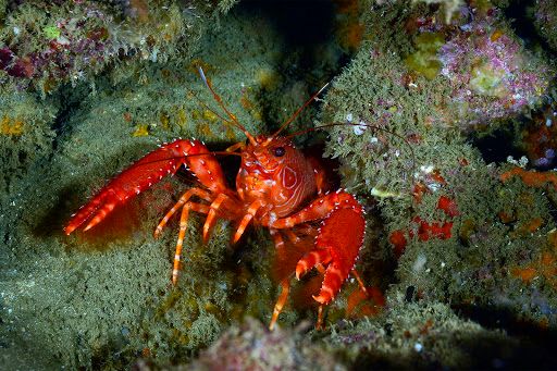 People Have Been Searching How Lobsters Communicate. The Most Question Asked On Google, Study Finds.