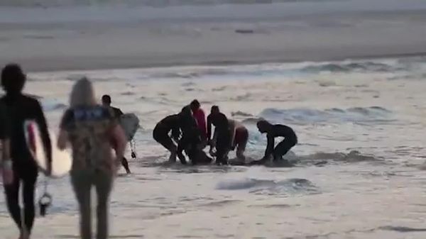 Australia : Surfer Dies After Shark Attack